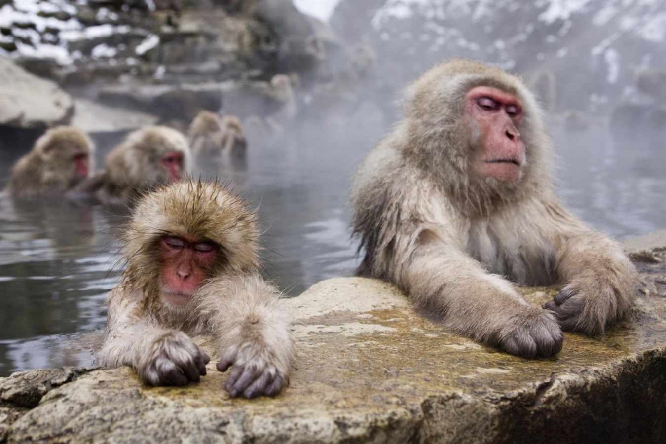 See the very cute snow monkeys