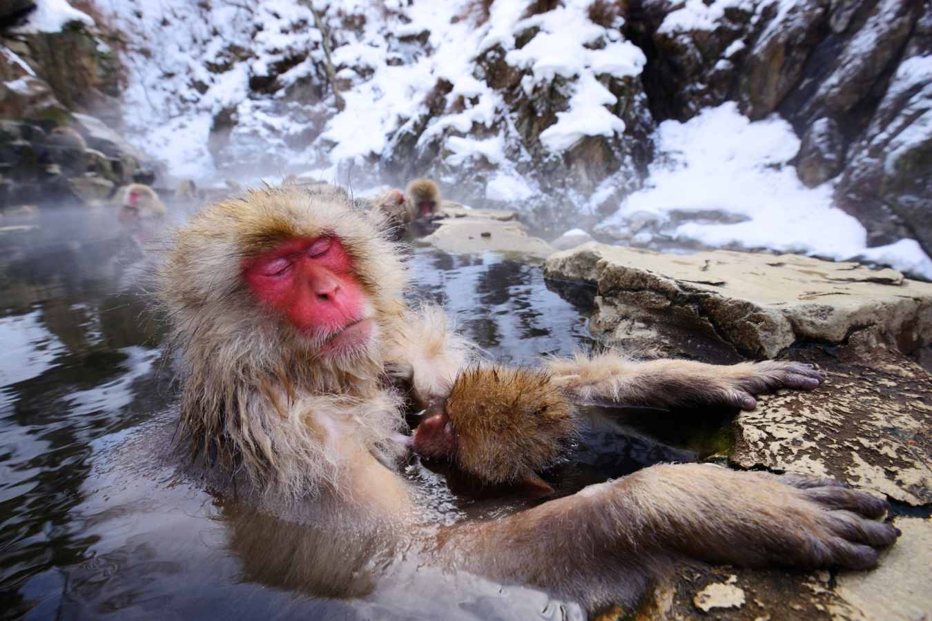 Japanese macaque