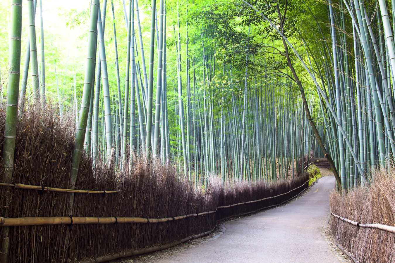 Bamboo Grove in Kyoto