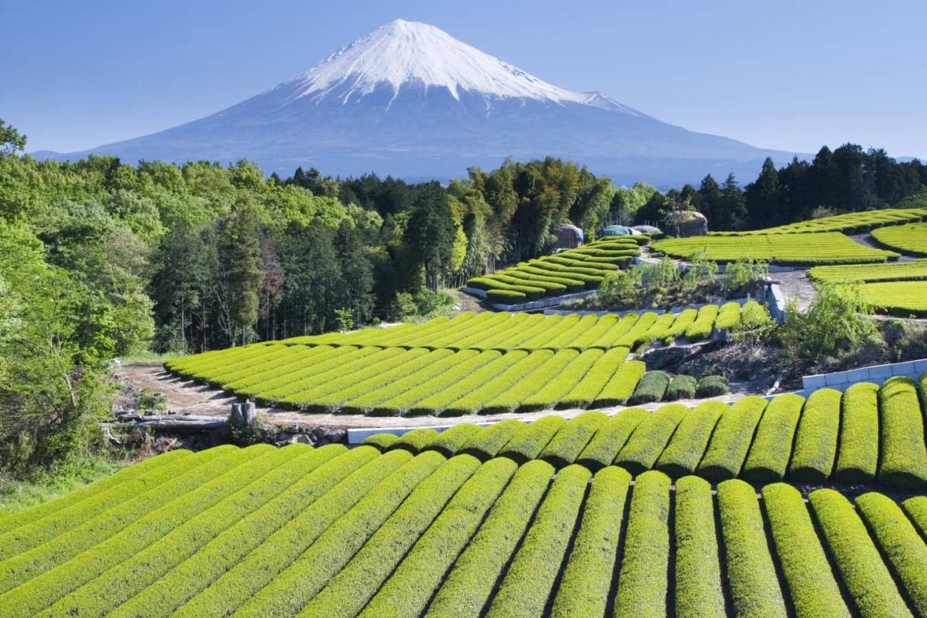 Green tea fields