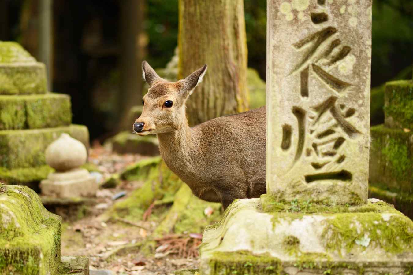 Ancient City of Nara, Kyoto