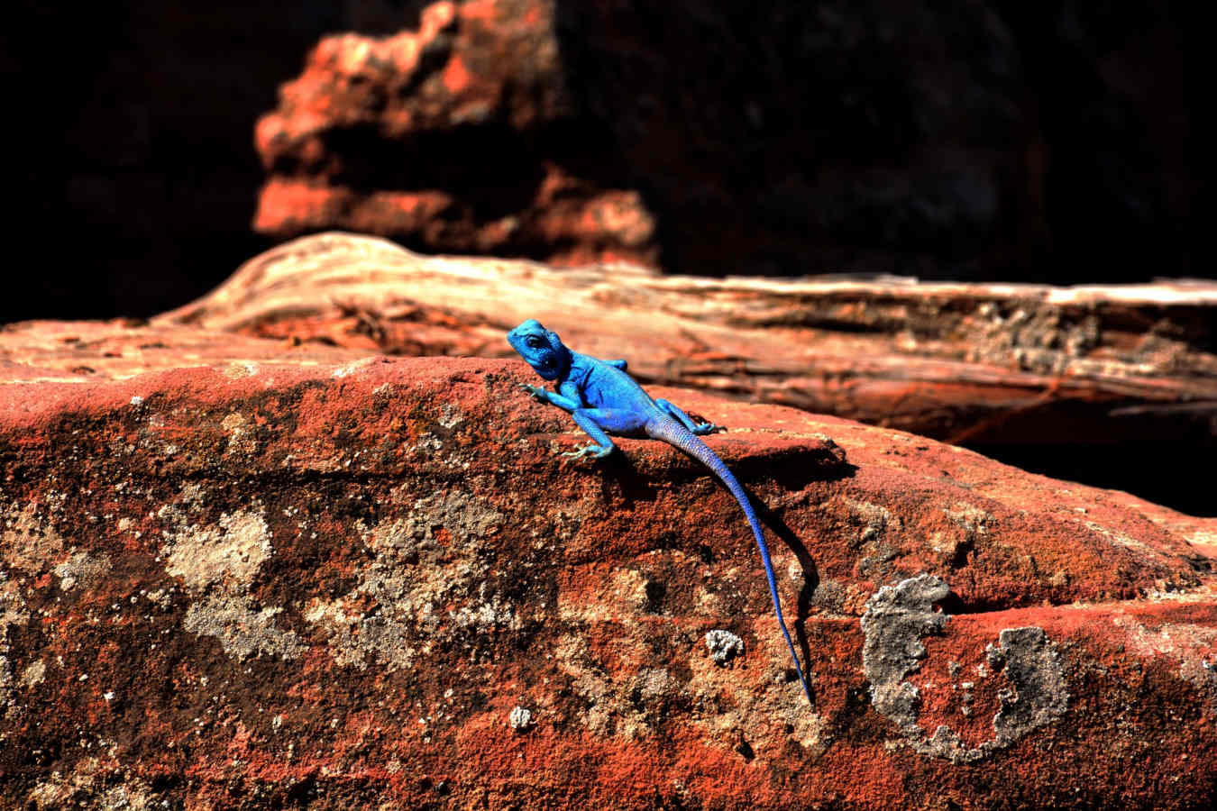 Sinai Lizard - Jordanian Adventure