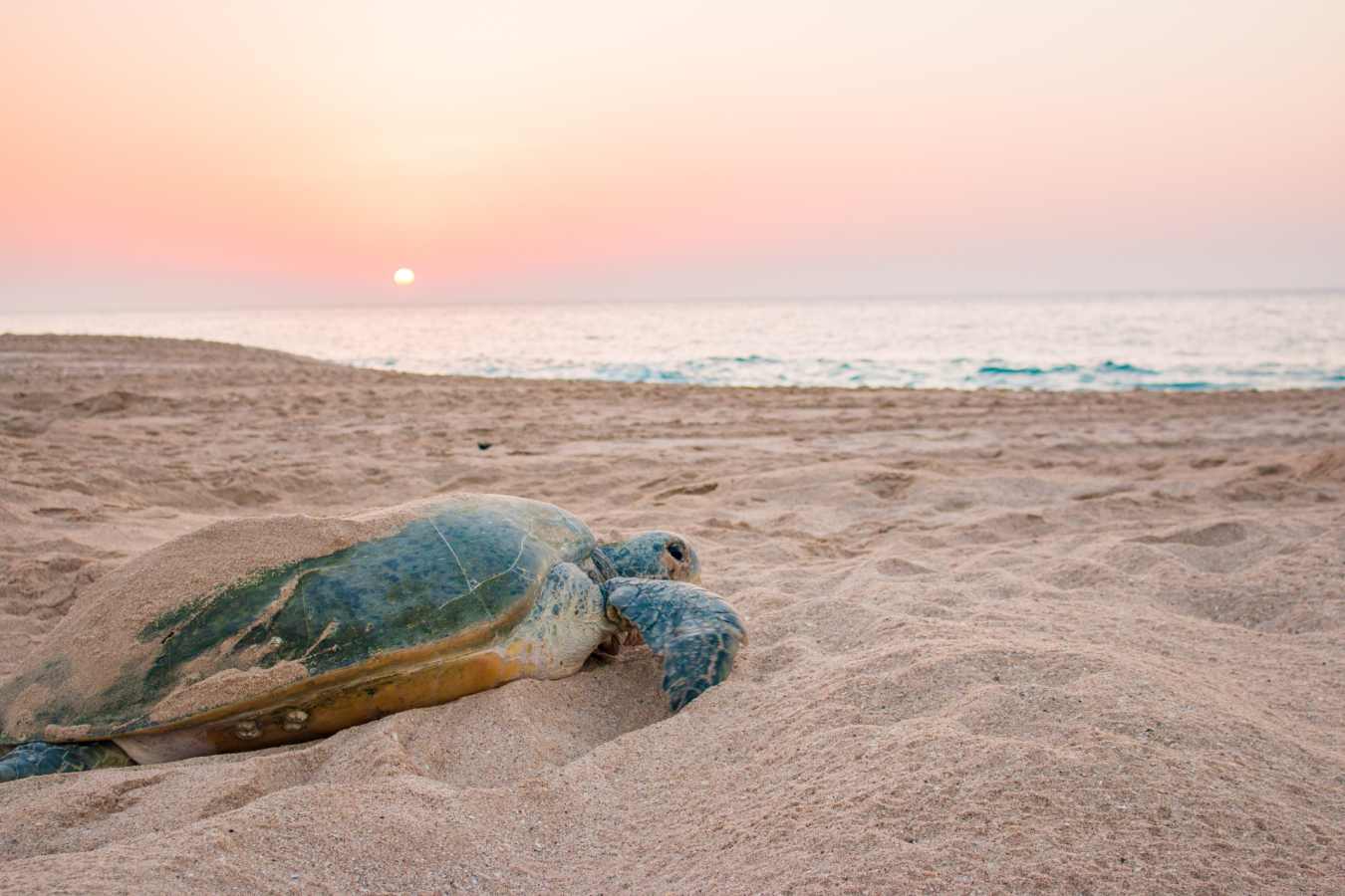 Turtle - Jordan and Oman