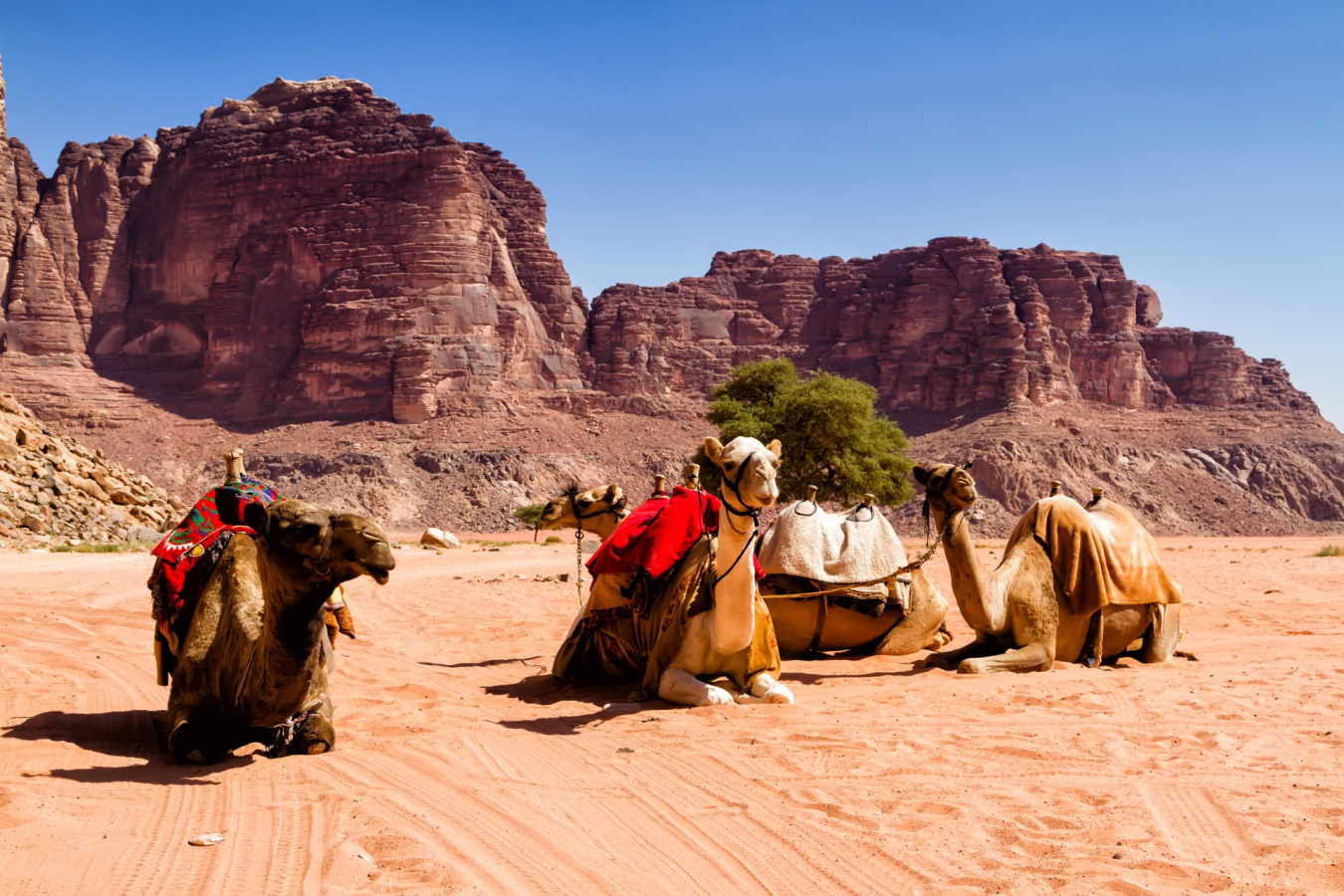 Camels in Wadi Rum - Family Adventure to Jordan