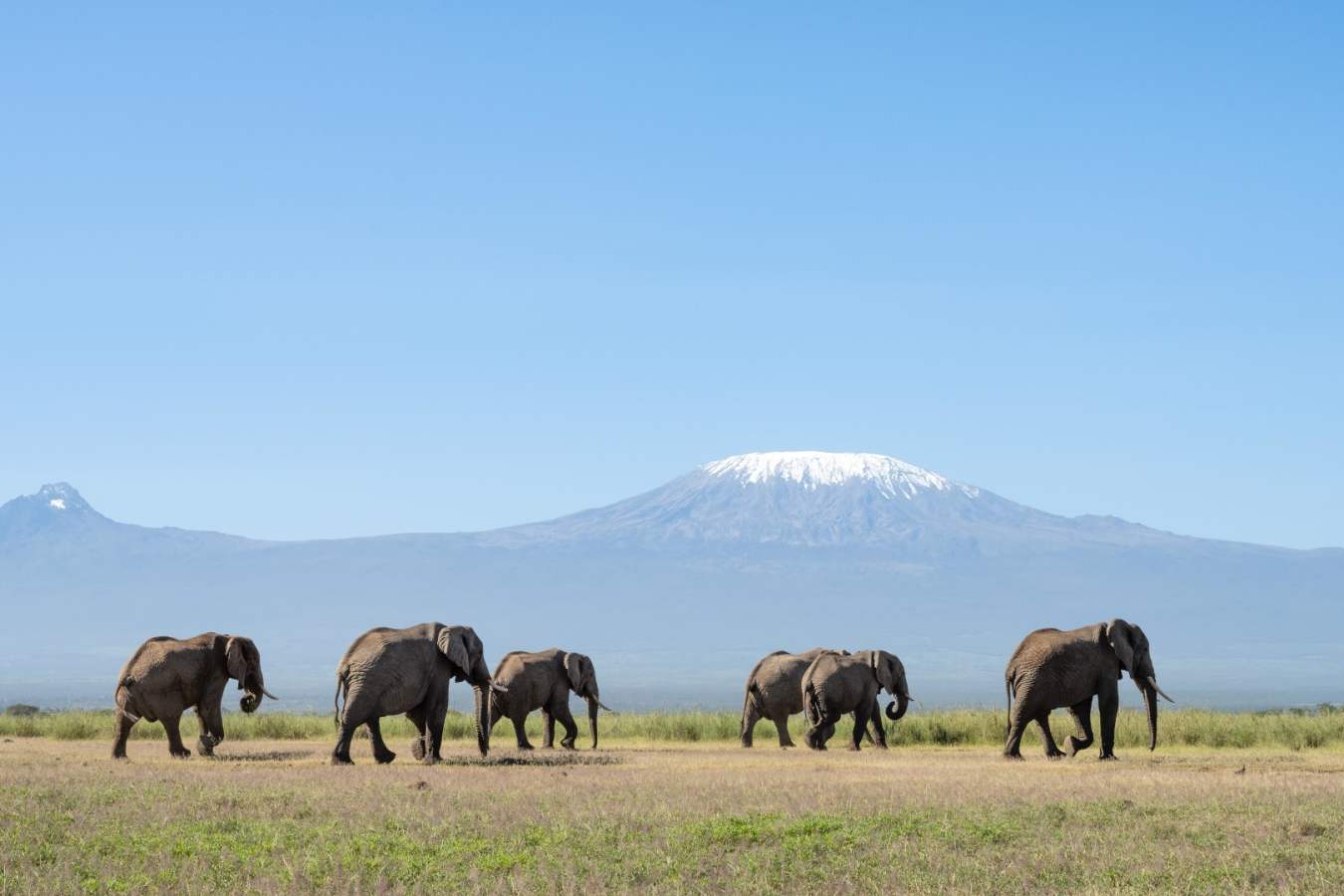 Elephants with Kili in background