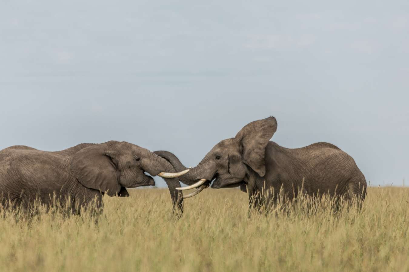 Elephant - Angama Mara
