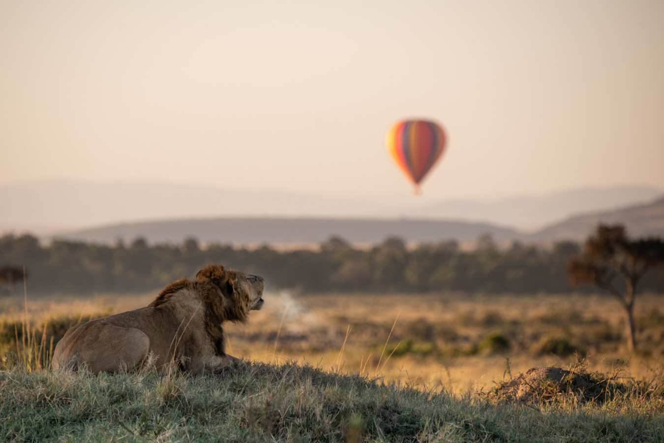 Lion roar balloon background 