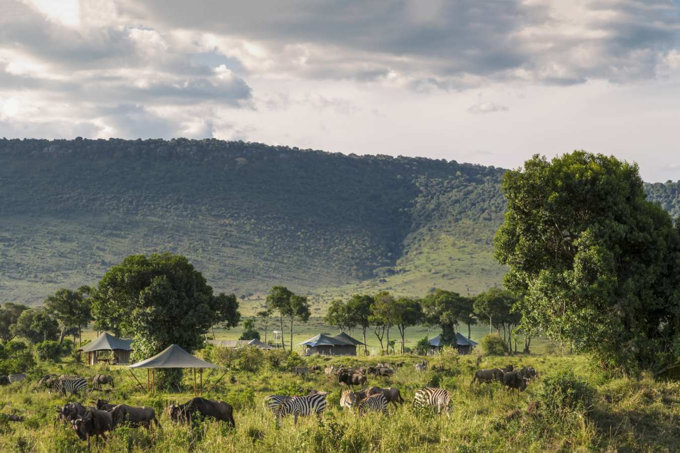 Angama Safari Camp - Amidst Wildlife