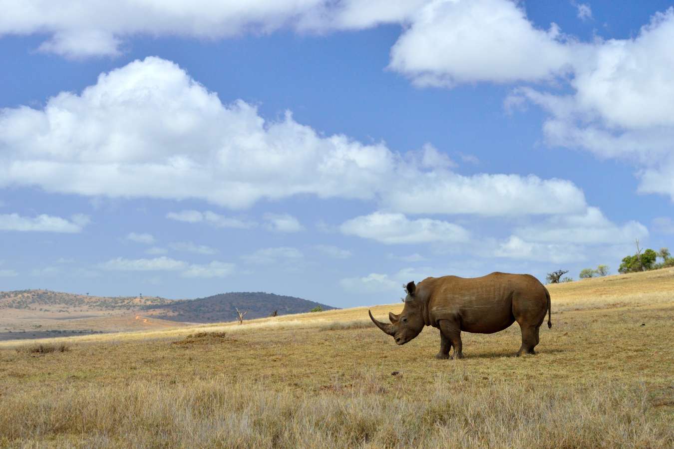 Rhino