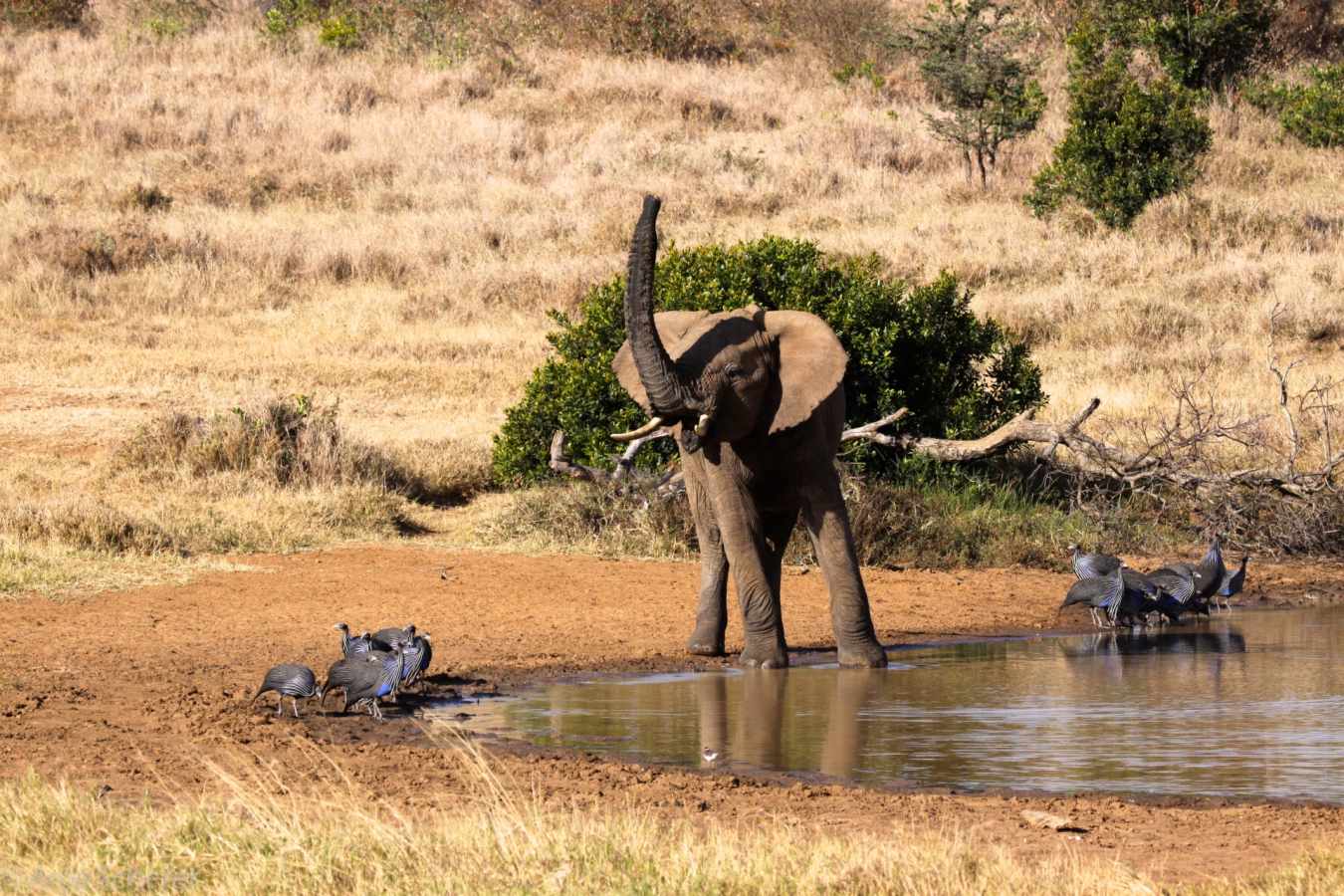 Elephant drinking at water - El Karama Eco Lodge