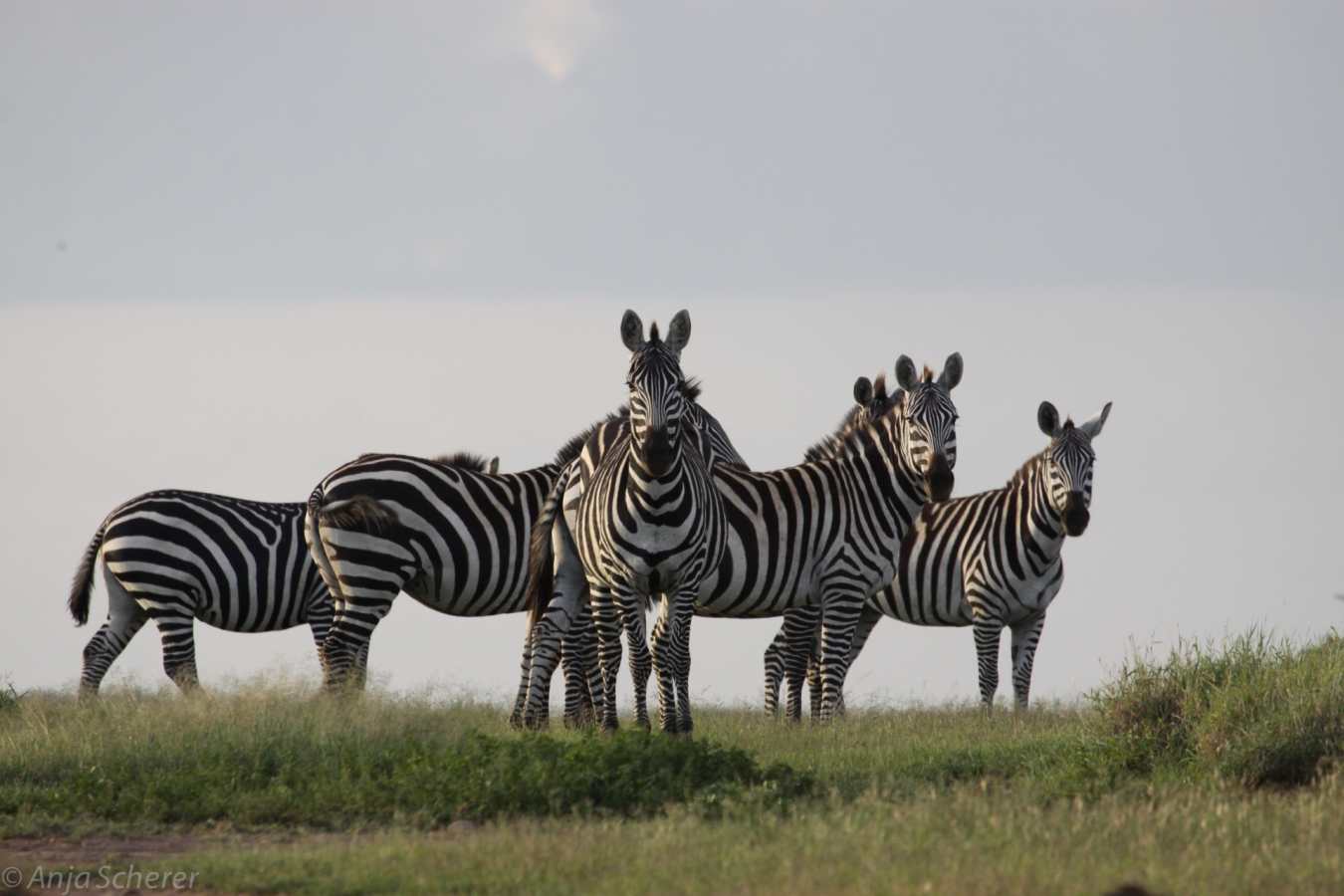 Zebra - El Karama Eco Lodge
