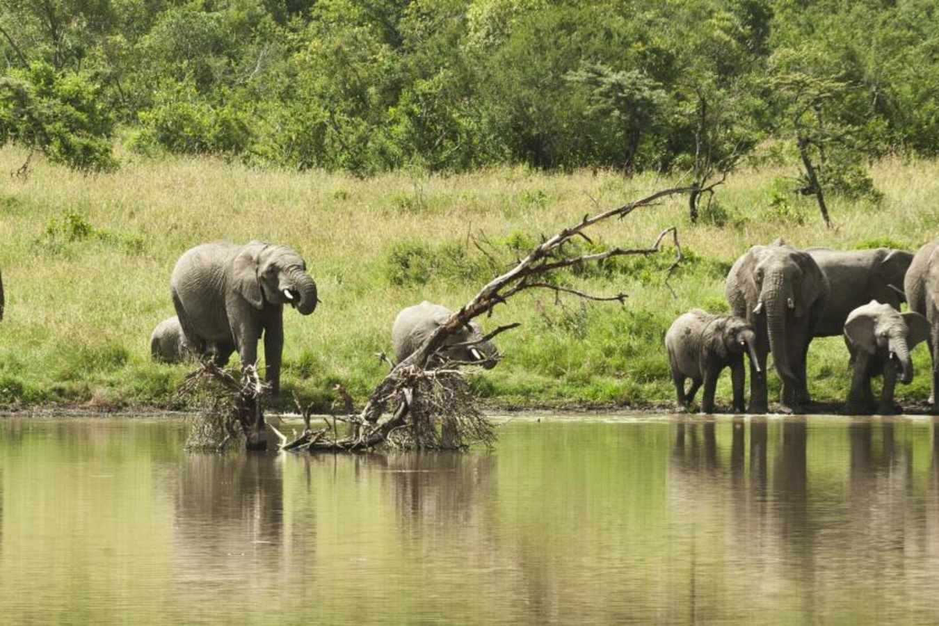 Elephants - Kicheche Laikipia