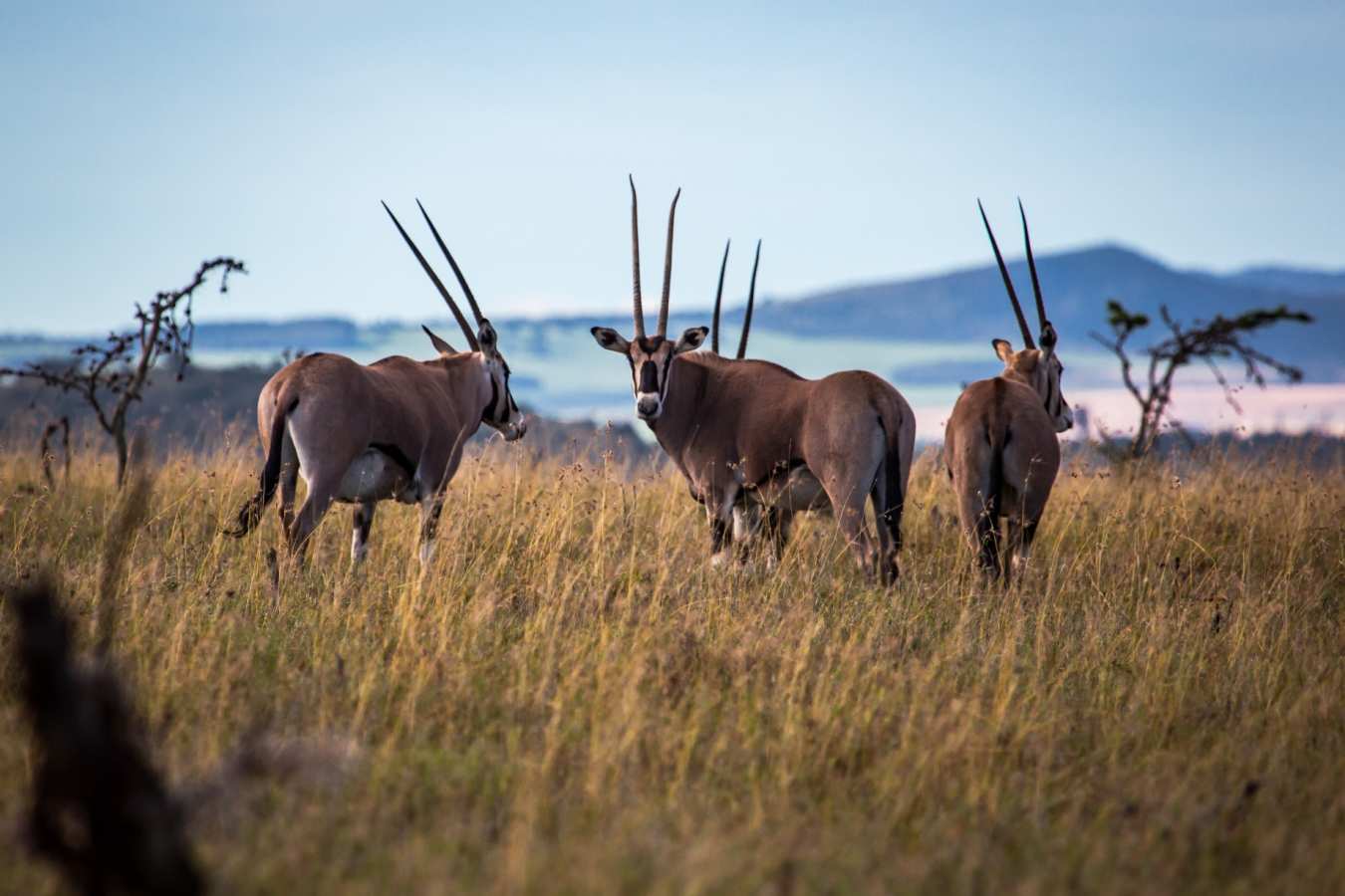 Gemsbok