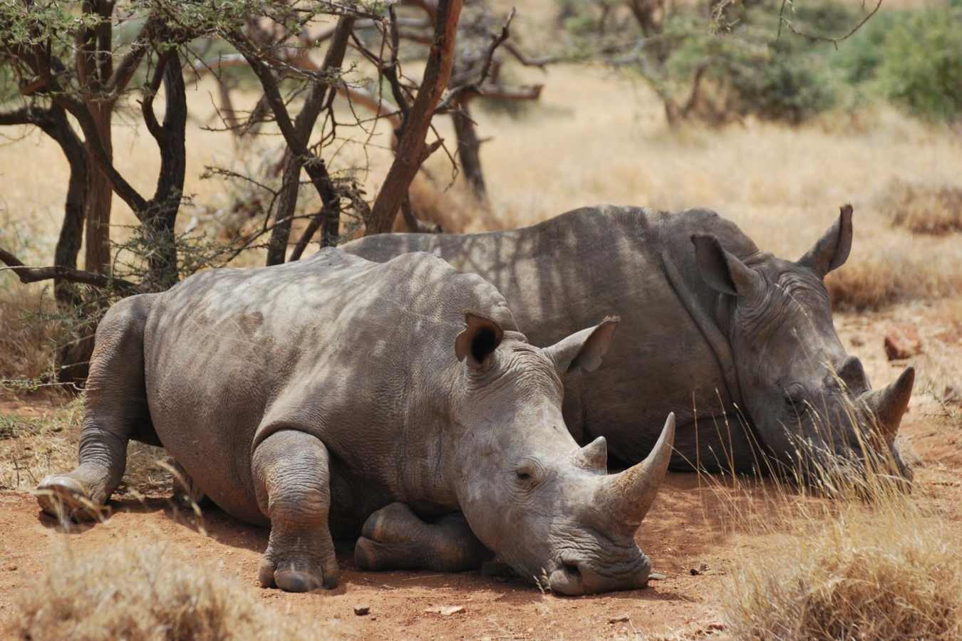 Lewa White Rhino - Lewa House
