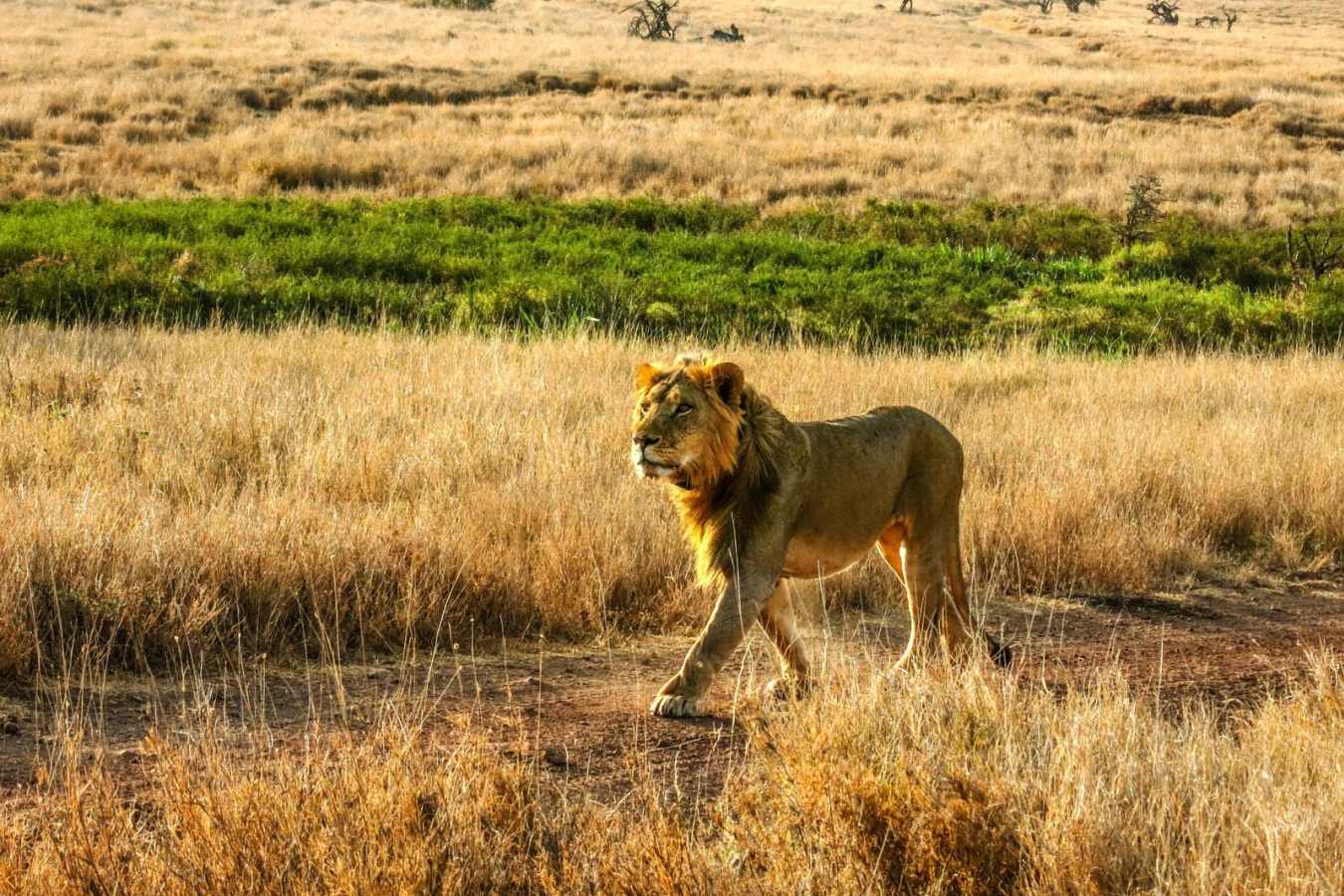 Male Lion - Lewa House