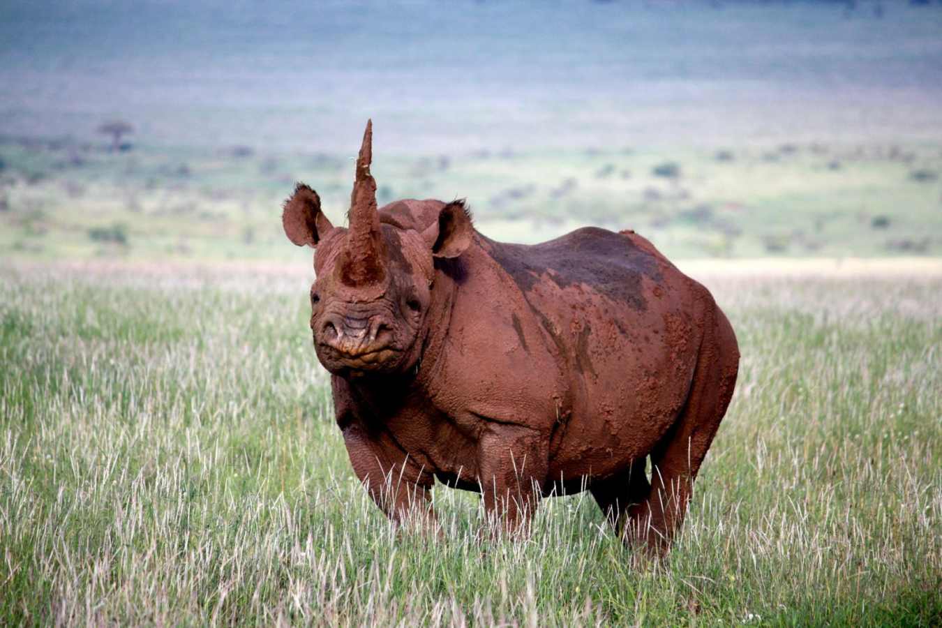 Black Rhino - Lewa House