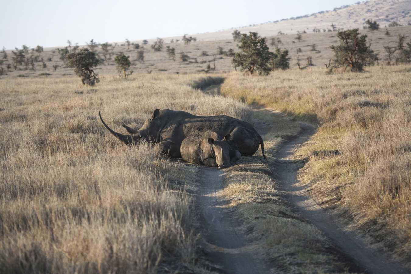 White Rhino Cow and Calf - Lewa House