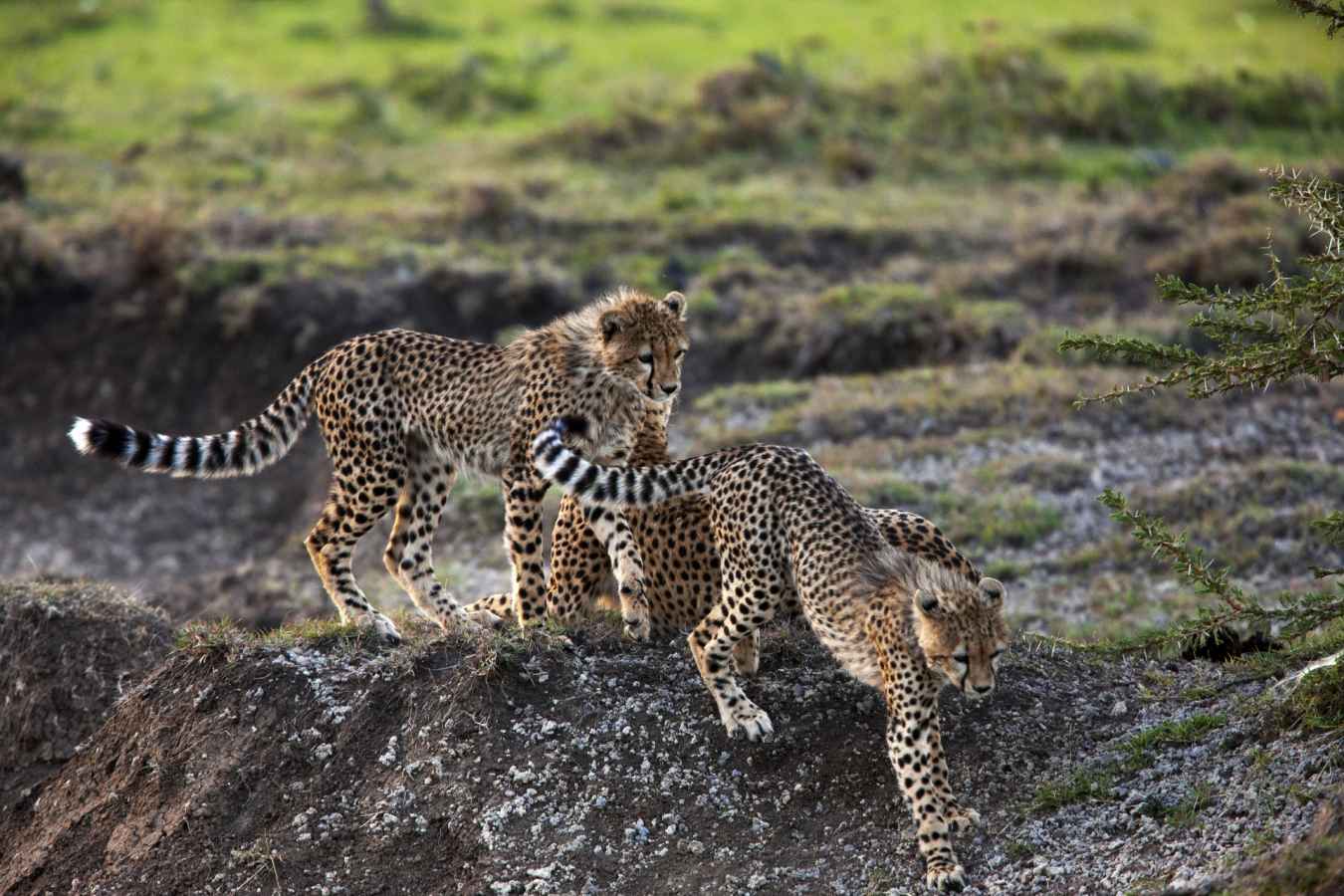 Cheetah cubs 