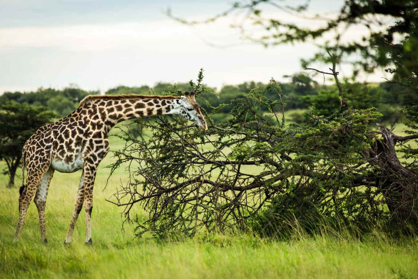Giraffe 