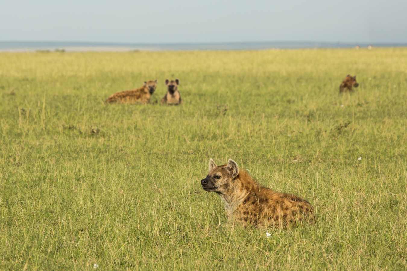 Hyena 