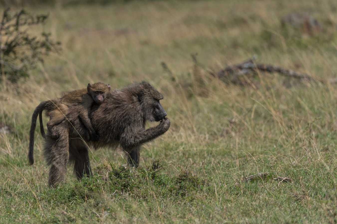 Baboons