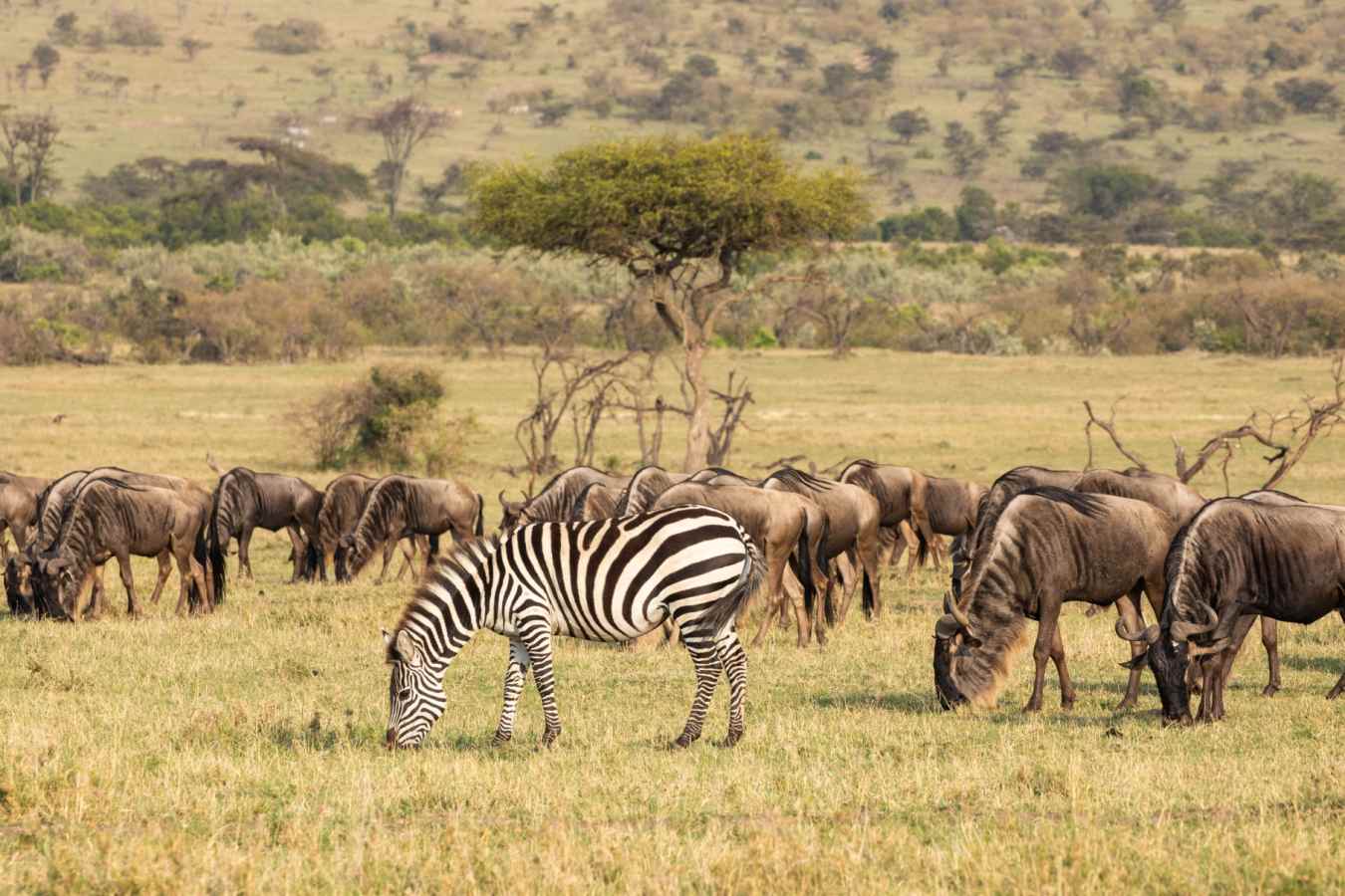 Wildebeest and zebra
