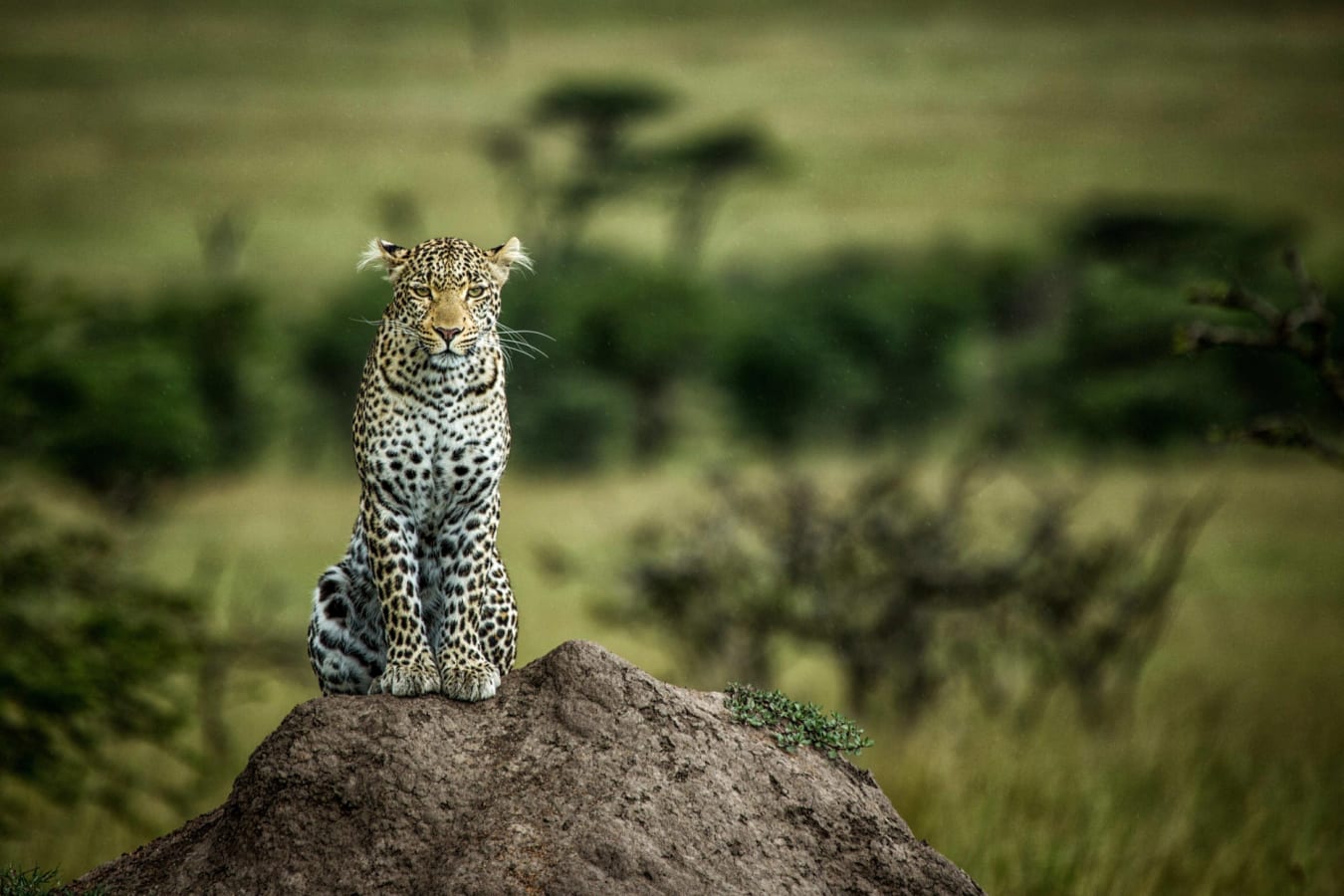 Lone Leopard  