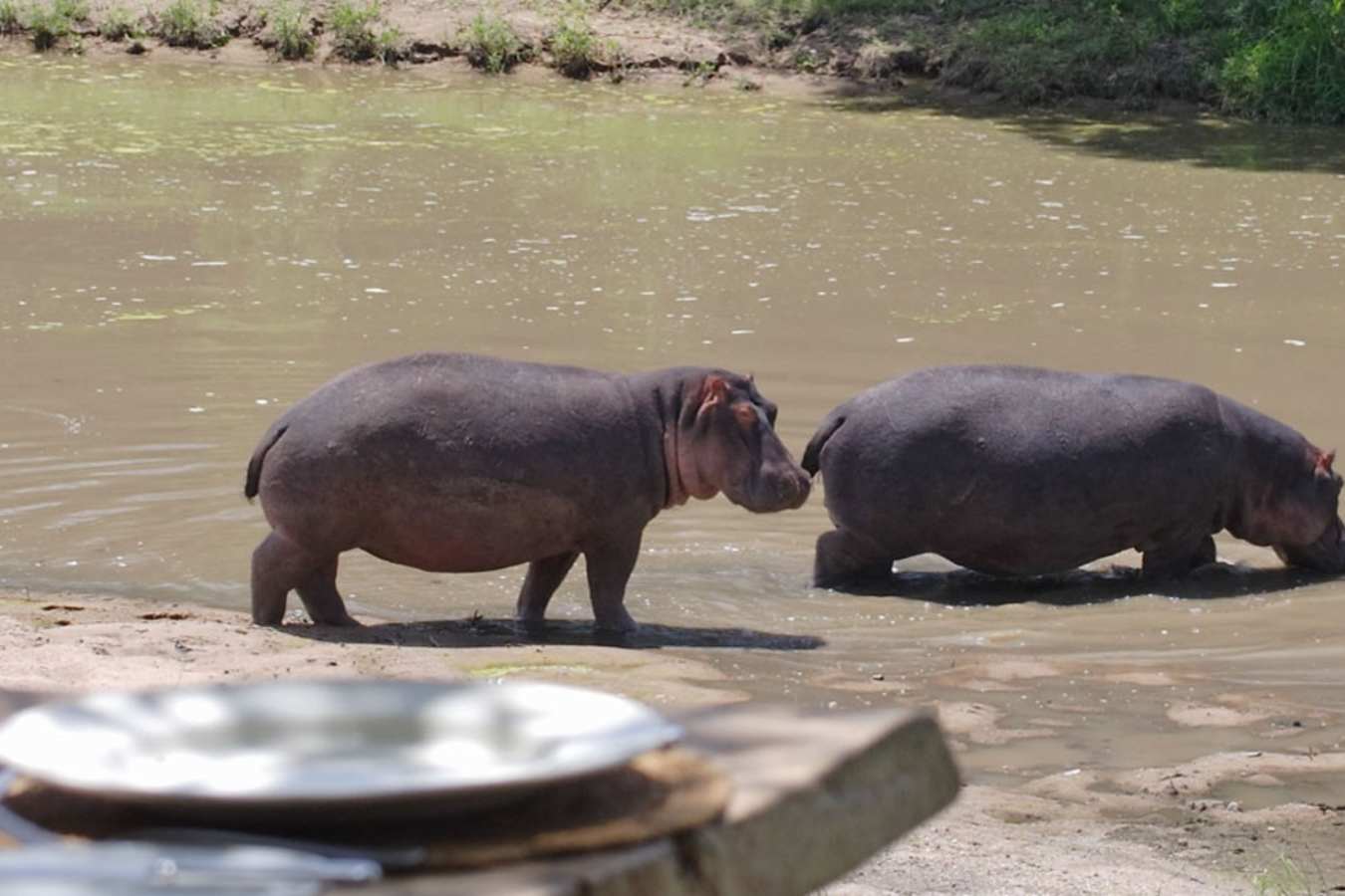Hippos - Naibor