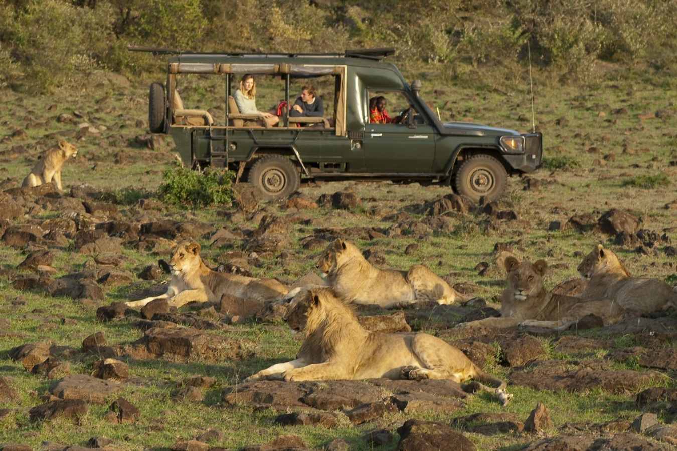 Pride of lion on a game drive - Offbeat Mara Camp