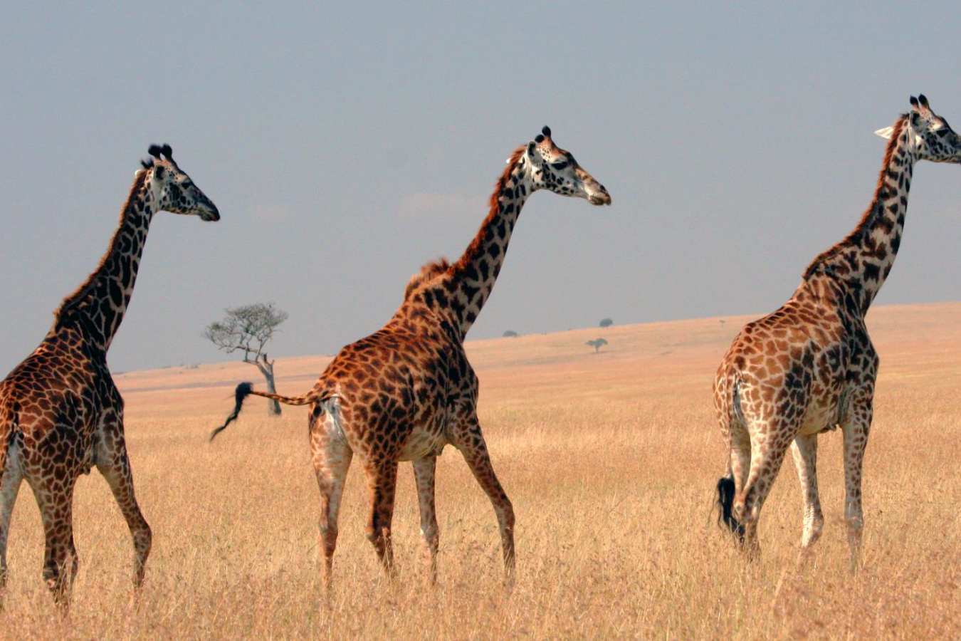 Masai giraffes on the plains - Offbeat Mara Camp