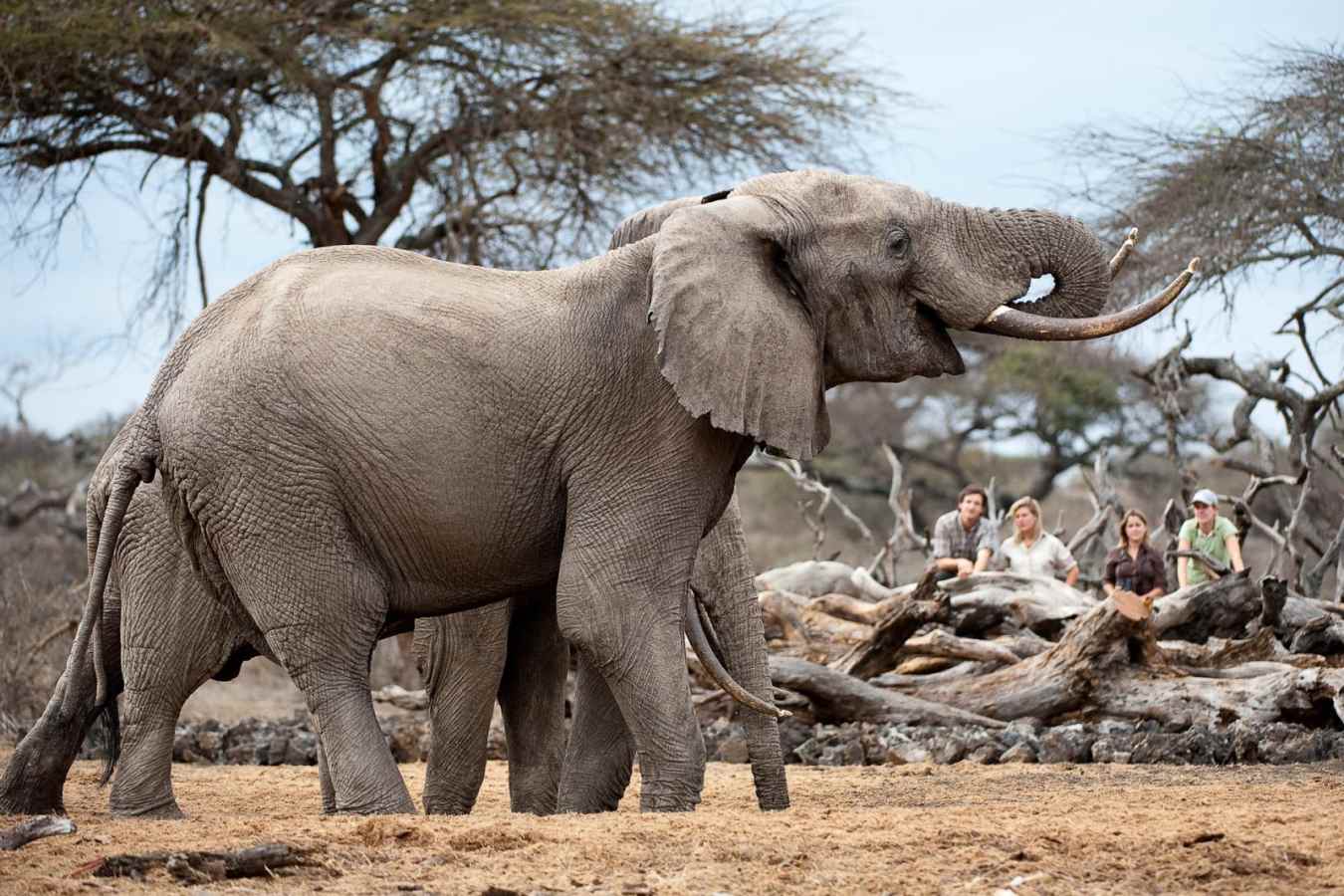 Log Hide - Ol Donyo Lodge