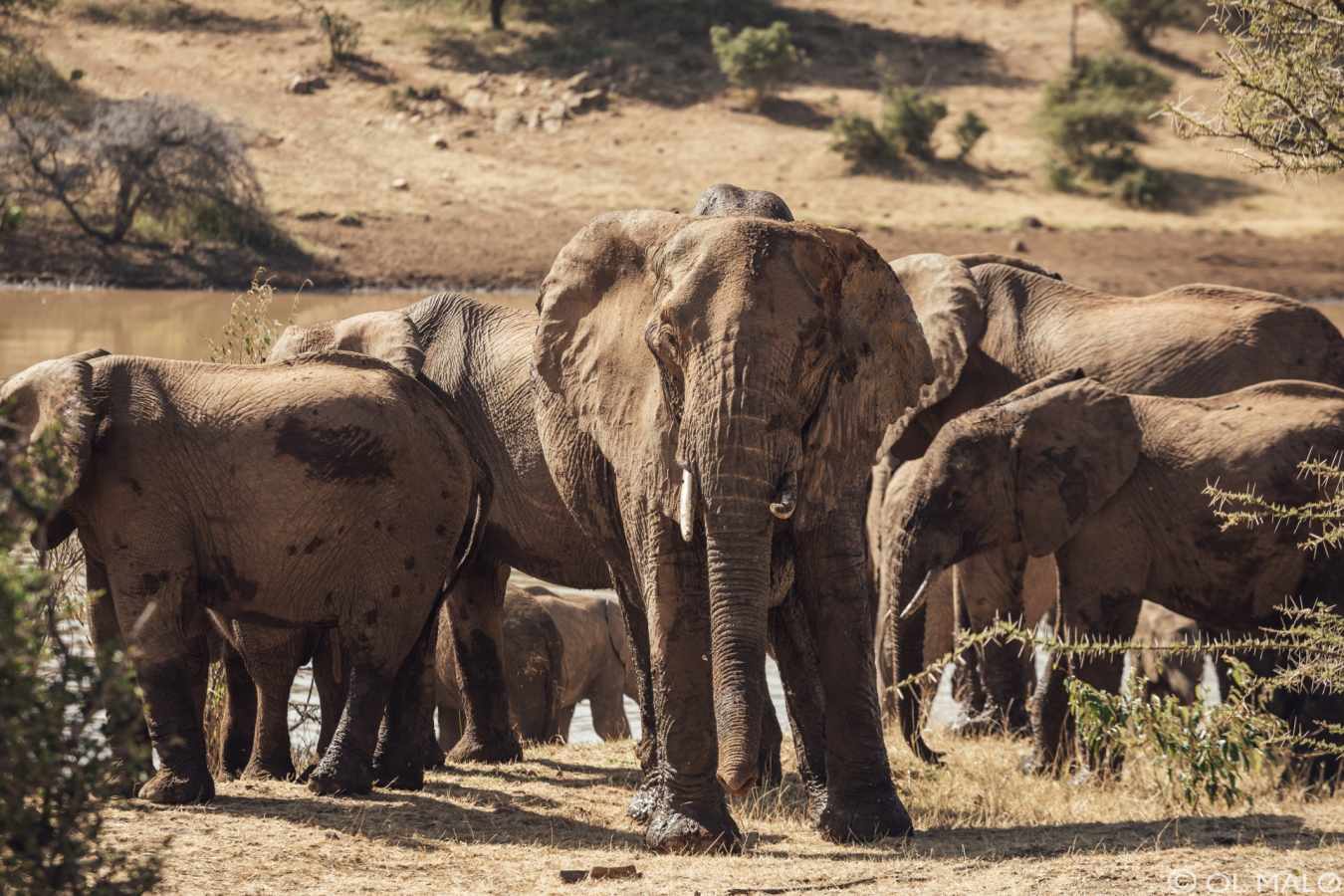 Elephants - Ol Malo