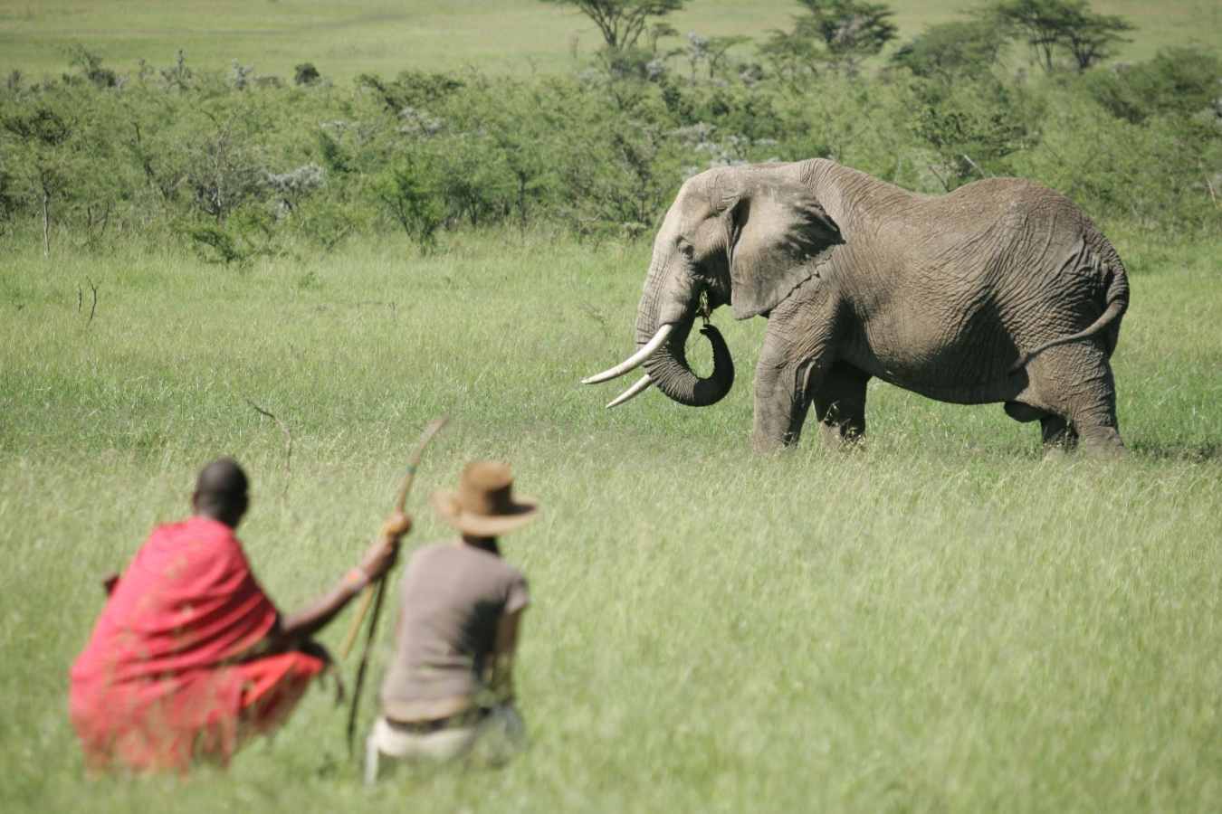 Walking with elephant's - Rekero Camp