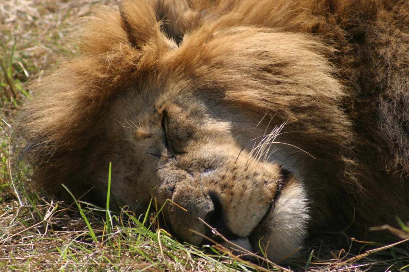 A busy lion - Rekero Camp