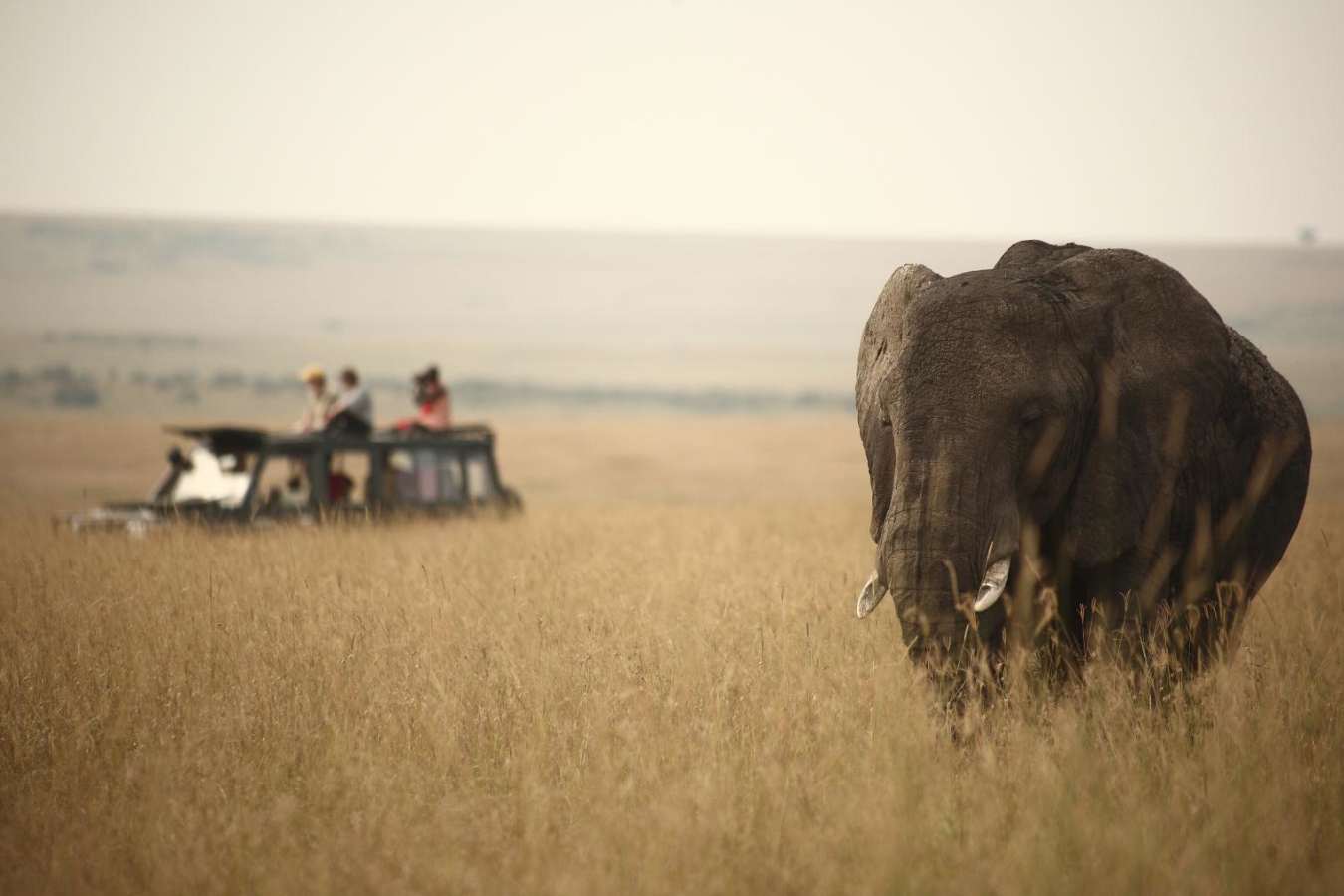 Game drive - Rekero Camp