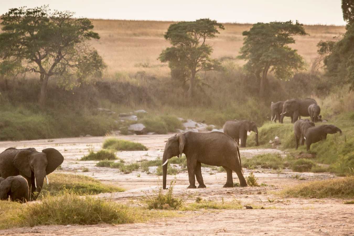 Elephants on river bed - Sala's Camp