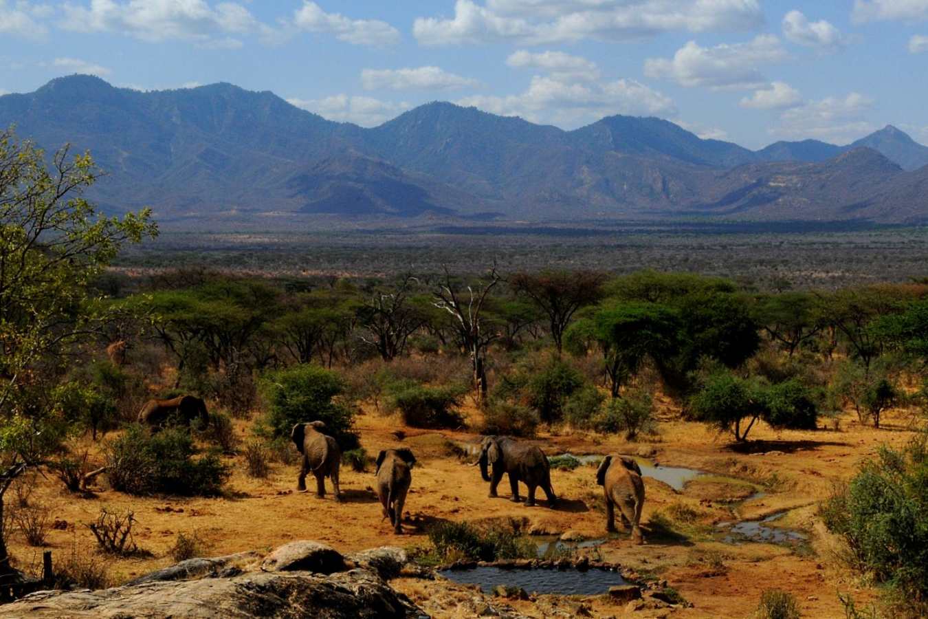 View of Elephants from pool - Sarara Camp