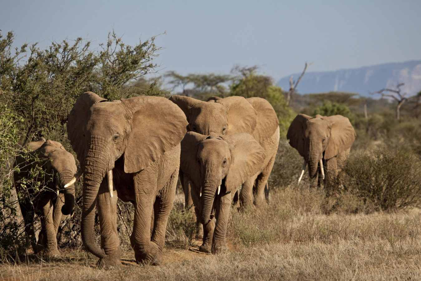 Elephant - Sasaab