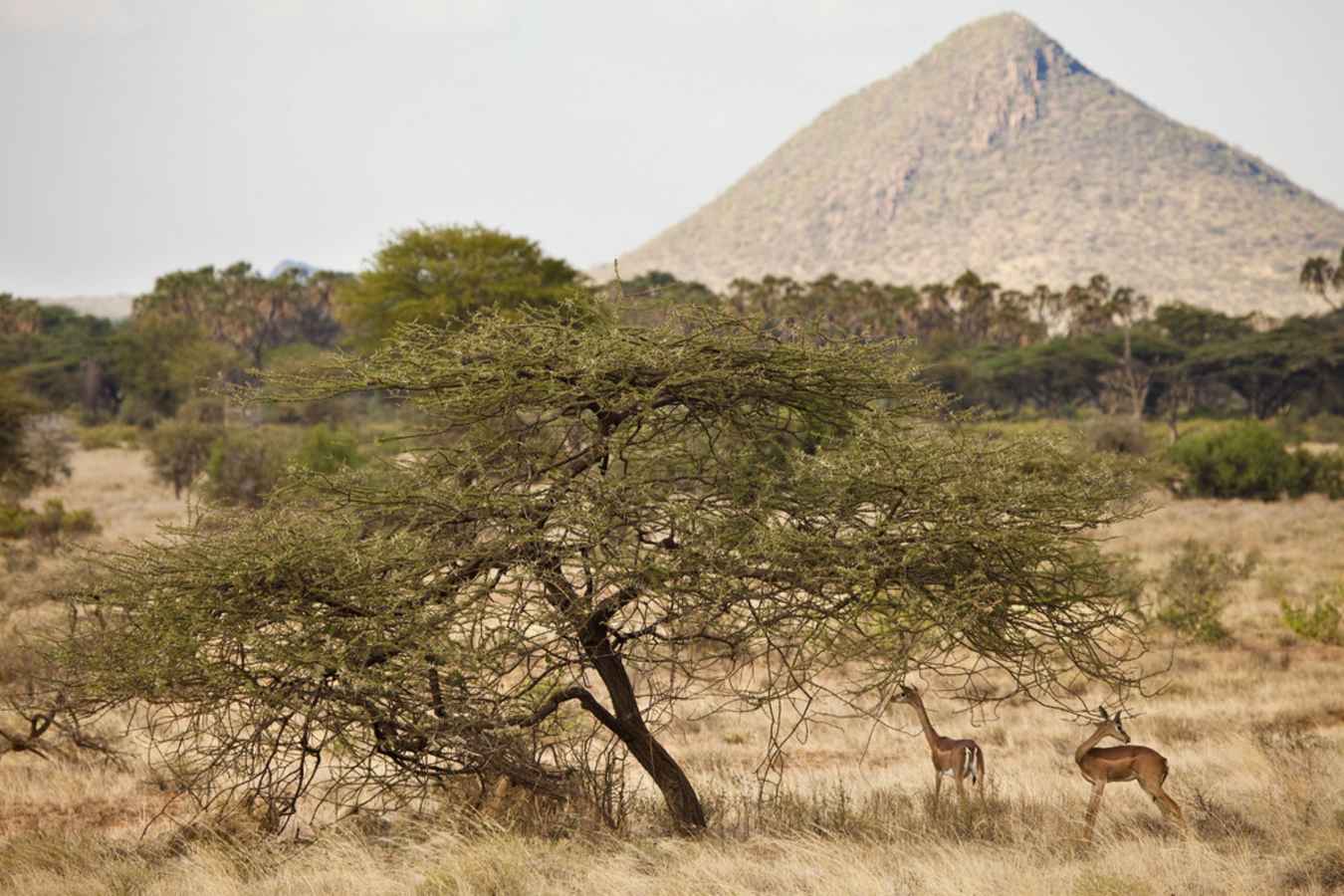 View - Sasaab