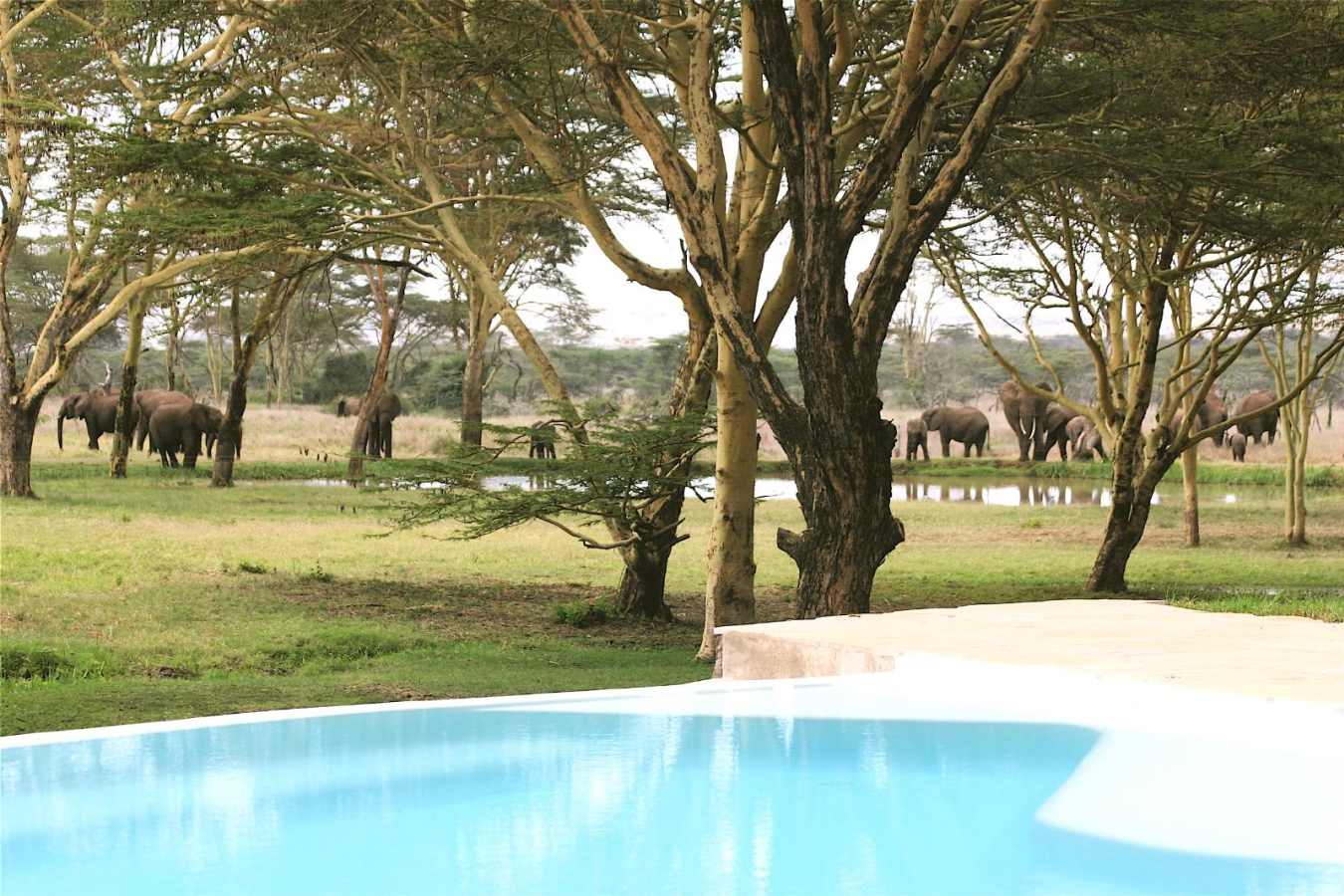 View from the pool - Sirikoi