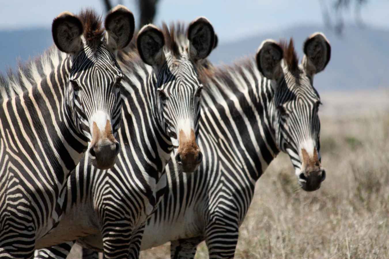 Grevvy's Zebra - Sirikoi