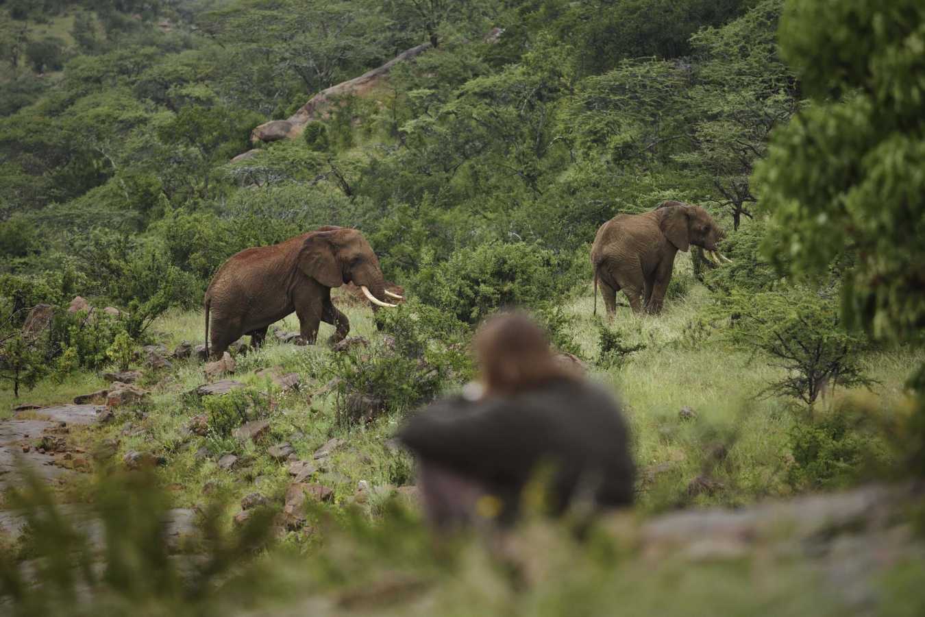 Wildlife - The Sanctuary at Ol Lentille