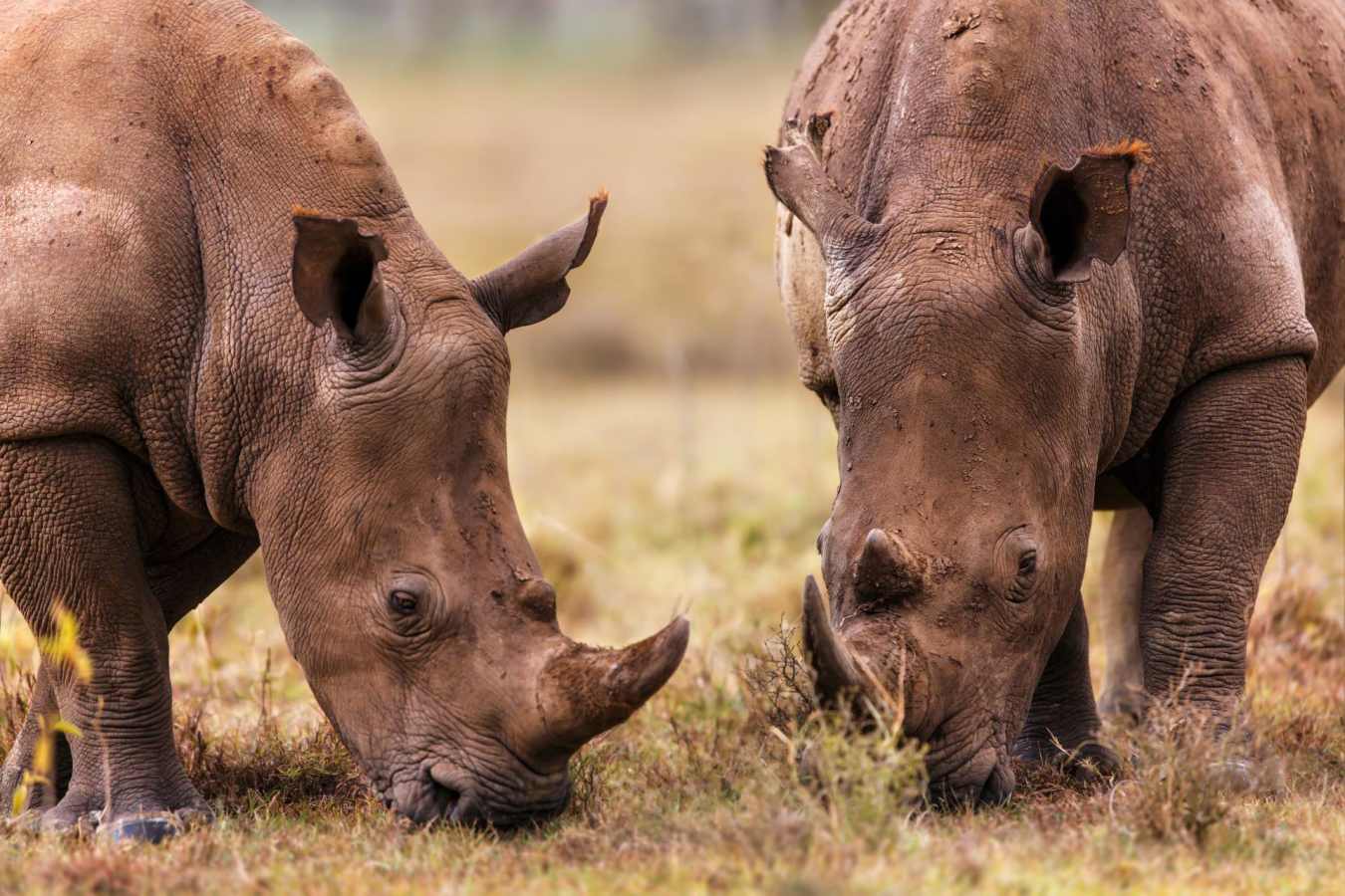 Laikipia rhinos - Highlights of East Africa