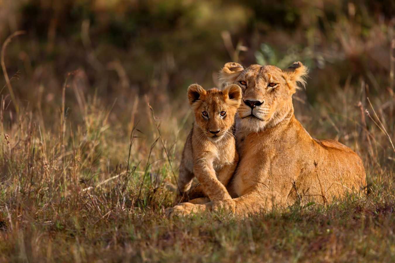 Lioness and cub - Highlights of East Africa