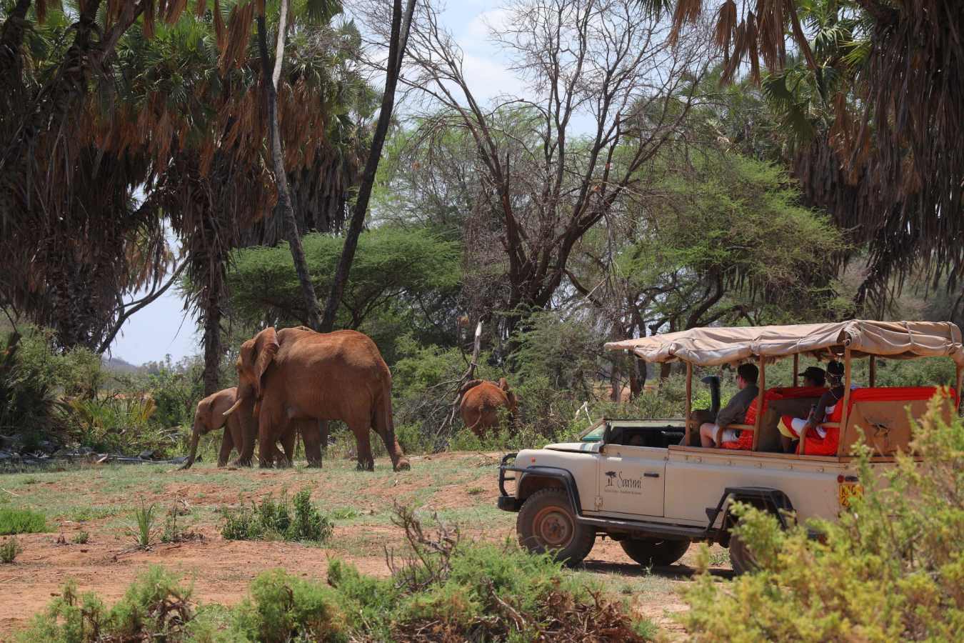 Game Drive, Samburu 