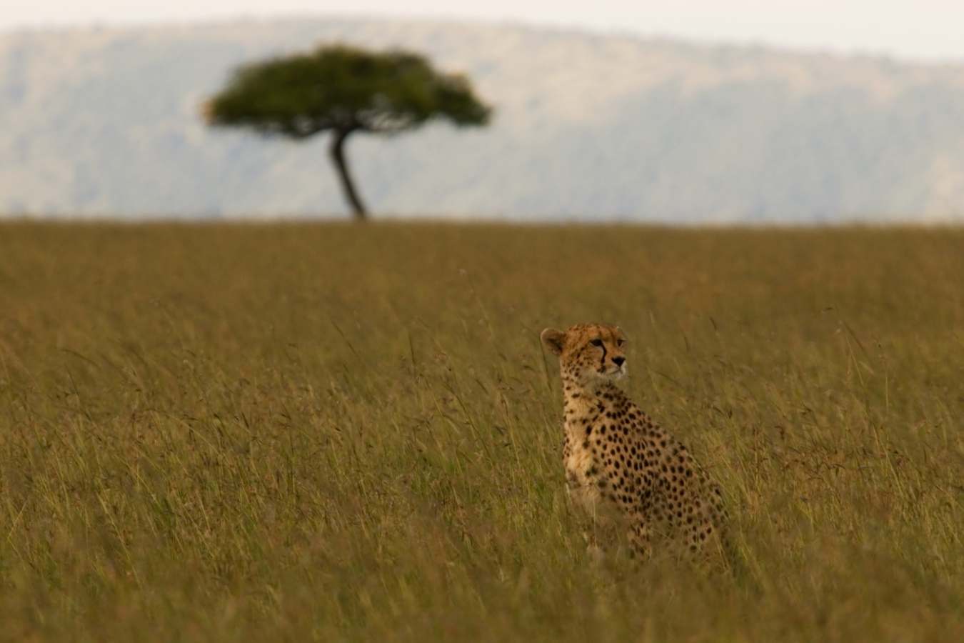 Cheetah, Masai Mara 