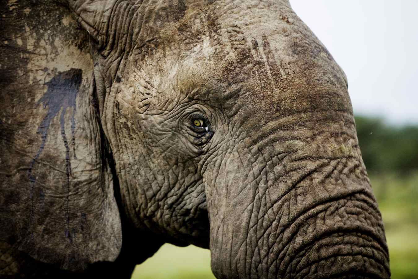 Elephant, Masai Mara