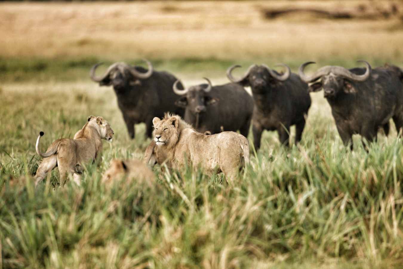 Lion and buffalo -