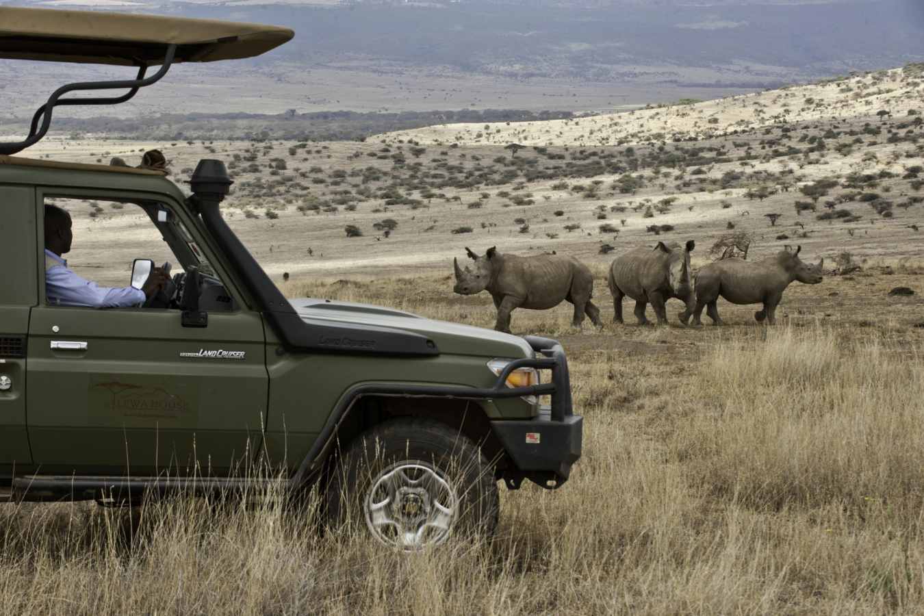 White Rhino with Car