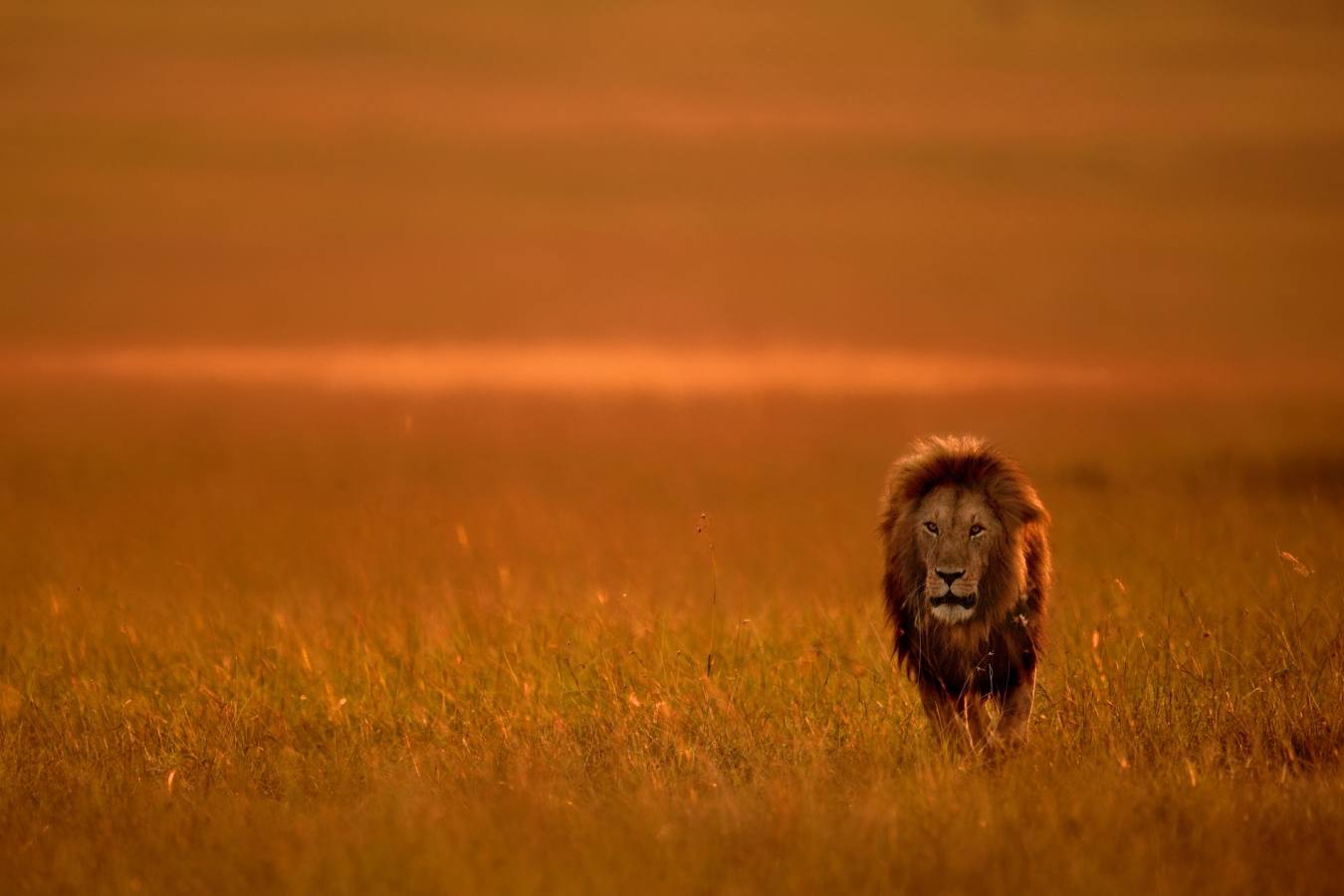 Lion in Masai Mara